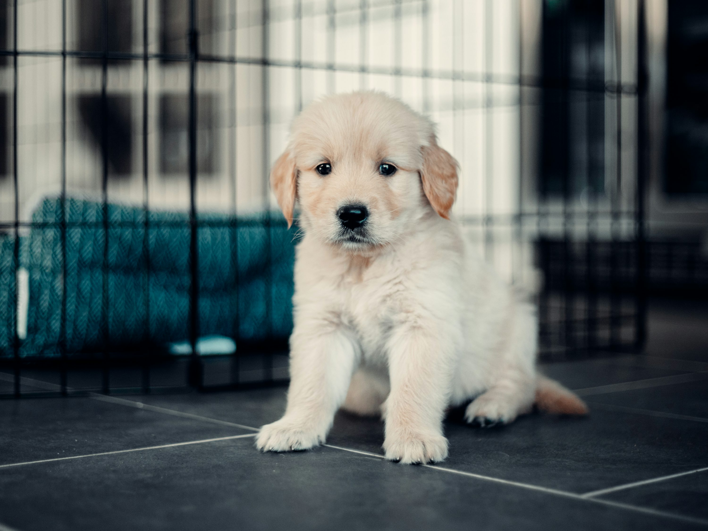 A sad looking white puppy sitting infront of a cage.